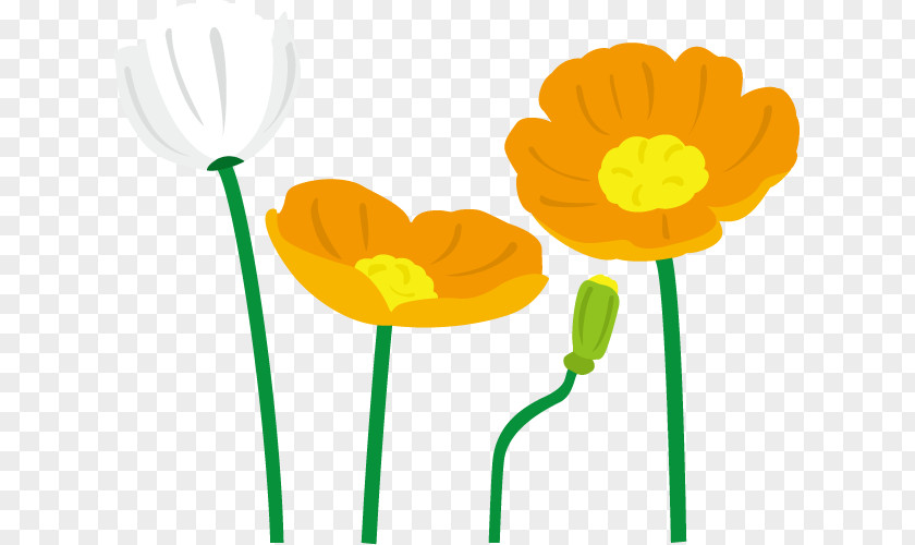 Flower Petal Common Poppy Clip Art PNG