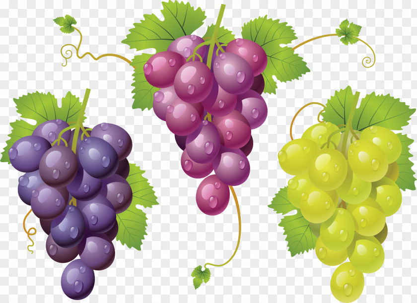 Grape Image Sultana Zante Currant Seedless Fruit PNG