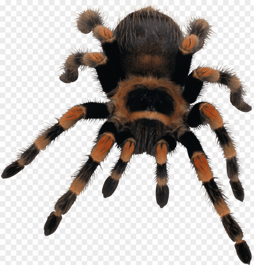 Hairy Spider Web Clip Art PNG