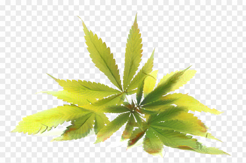 Perennial Plant Cinquefoil Cannabis Leaf Background PNG