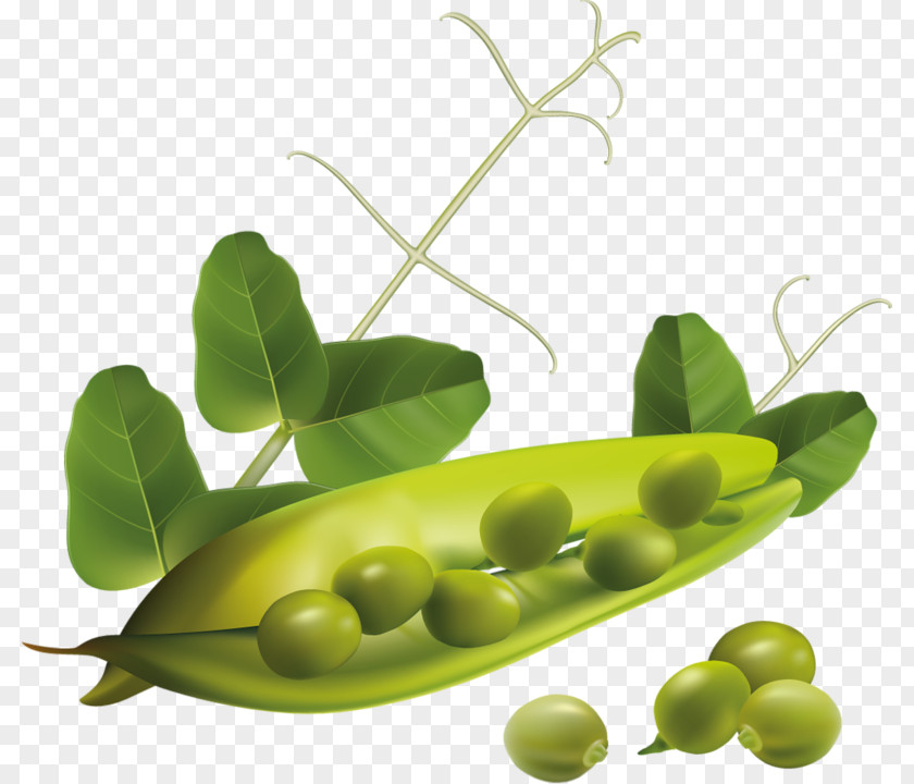 Vegetable Vegetarian Cuisine Pea Clip Art PNG