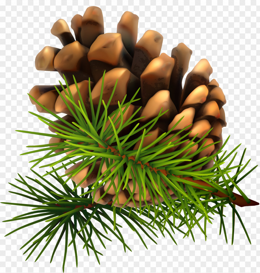 Acorn Pine Fir Conifer Cone Clip Art PNG