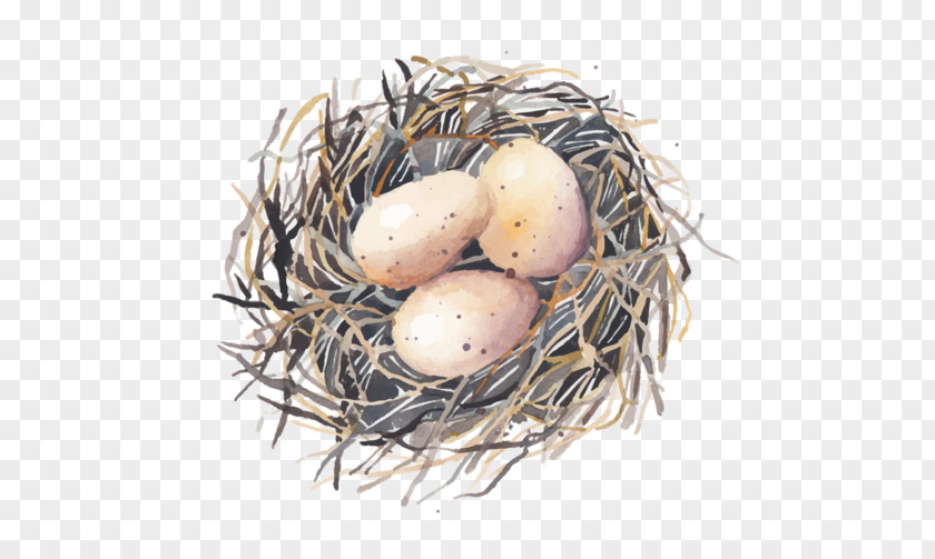 Bird Nest Egg Swallow PNG