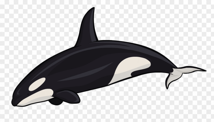 Dolphin Killer Whale White-beaked Cetacea Sea Otter PNG