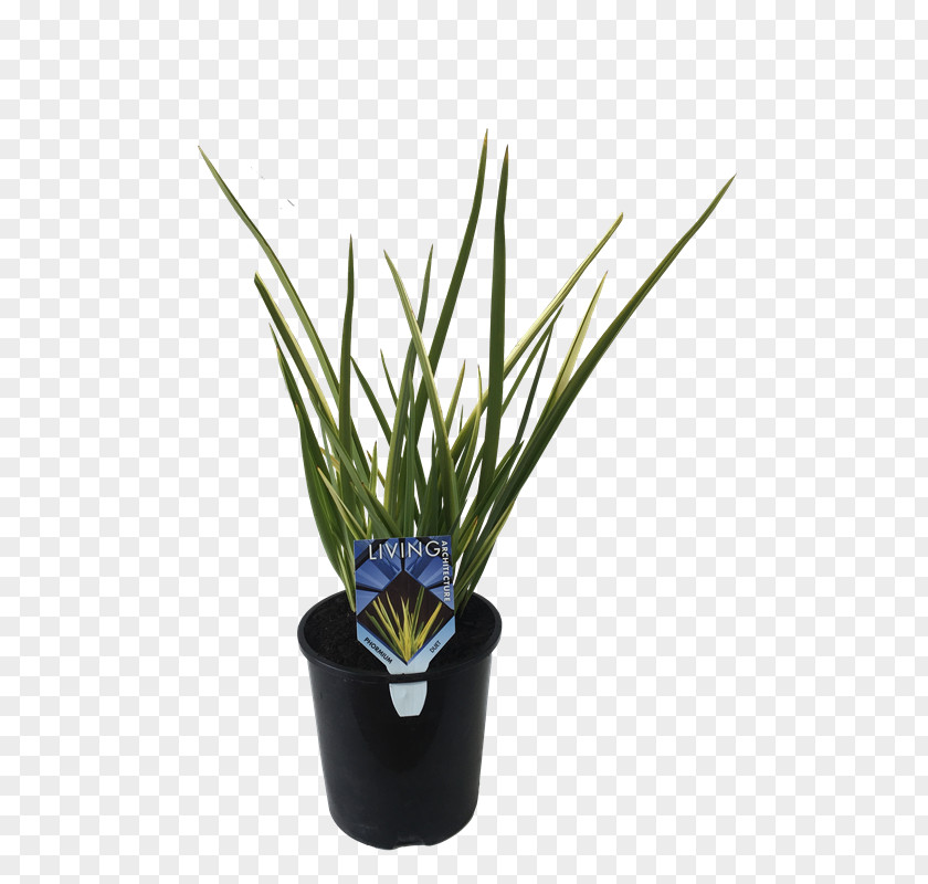 Grasses Herb PNG