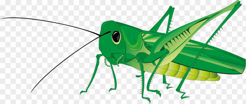 Grasshopper Royalty-free Clip Art PNG