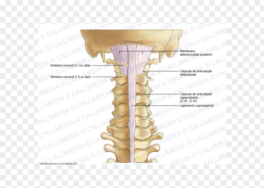 Ligament Cervical Vertebrae Vertebral Column Anatomy Human Skeleton PNG