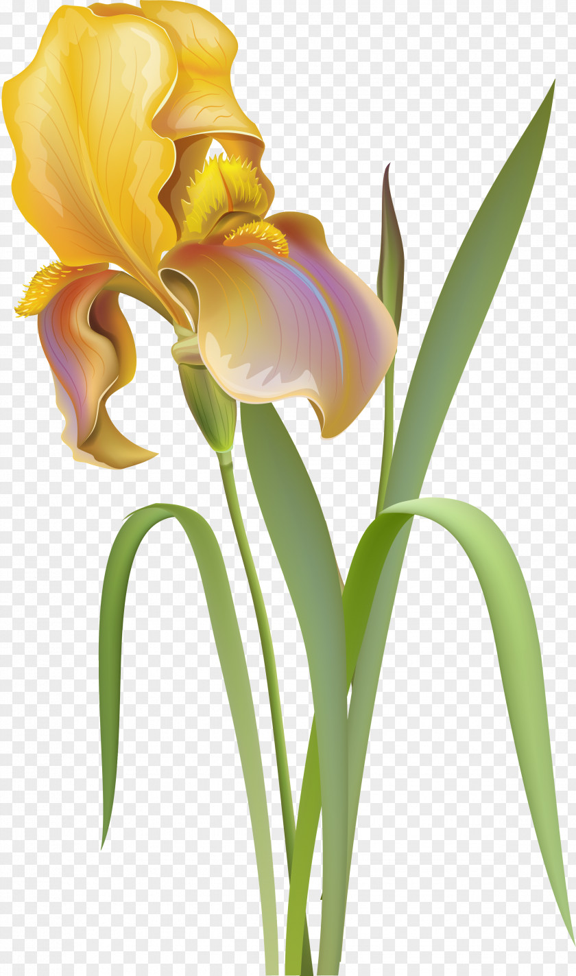 Lilly Flower Irises Desktop Wallpaper Clip Art PNG