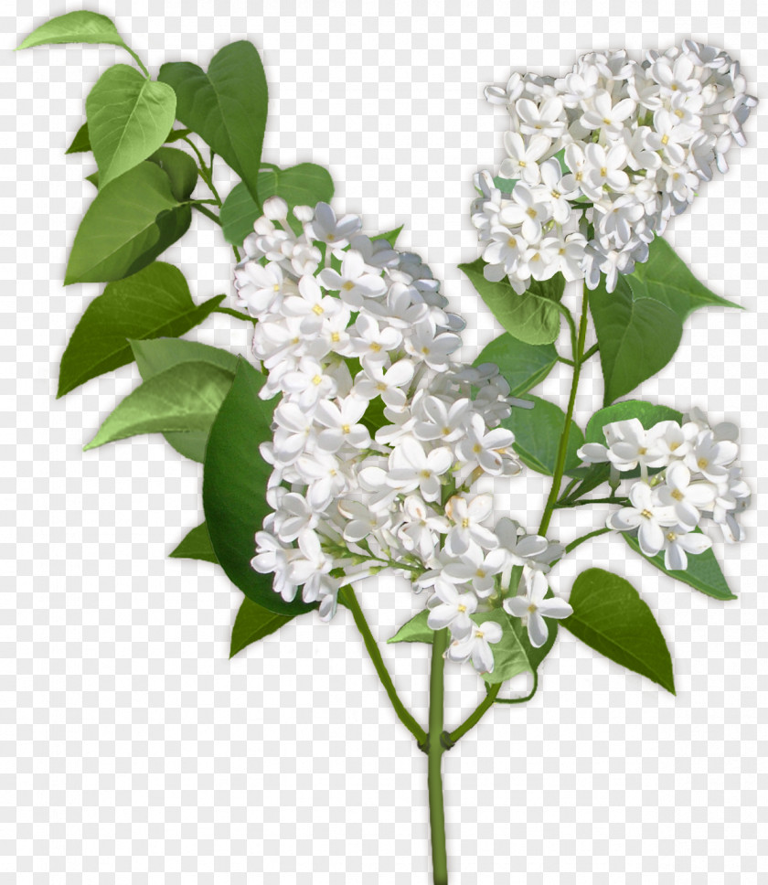 Nannyberry Viburnum Lentago Common Lilac Clip Art White PNG