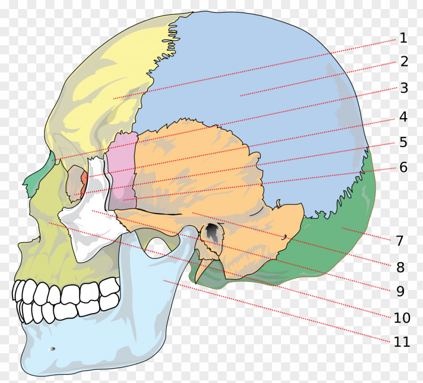 Skull Parietal Bone Anatomy Human Skeleton PNG