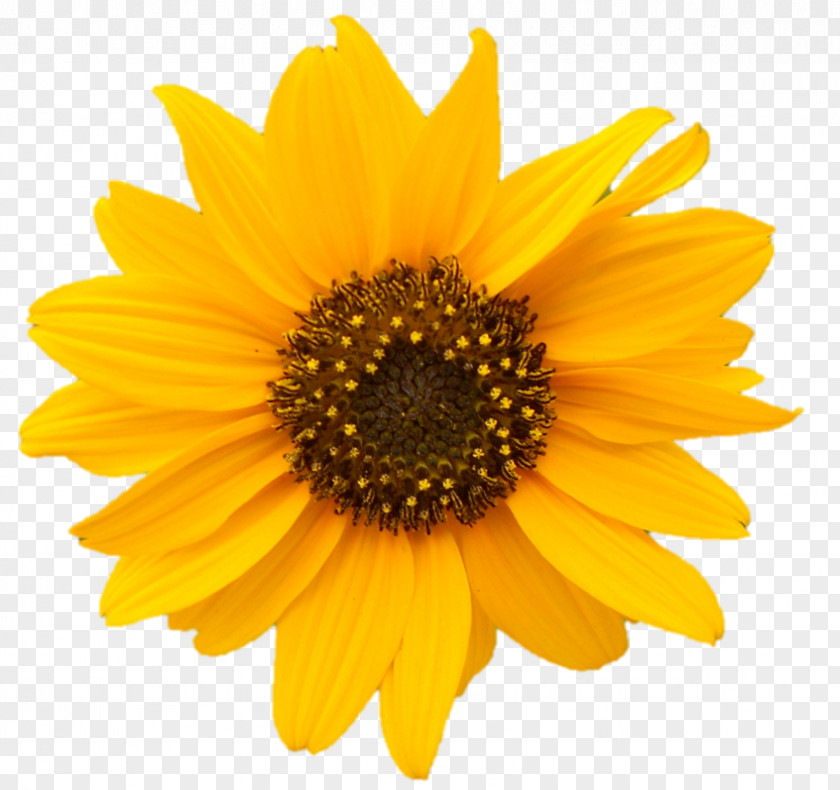 Corn Clip Art Common Sunflower Royalty-free Image Stock.xchng PNG