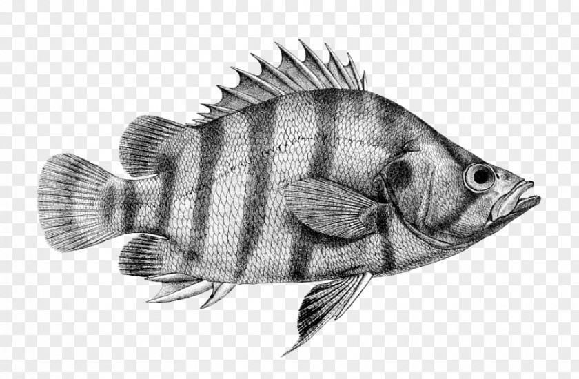 Fish Label Siamese Tigerfish Perciformes Datnioides Polota PNG