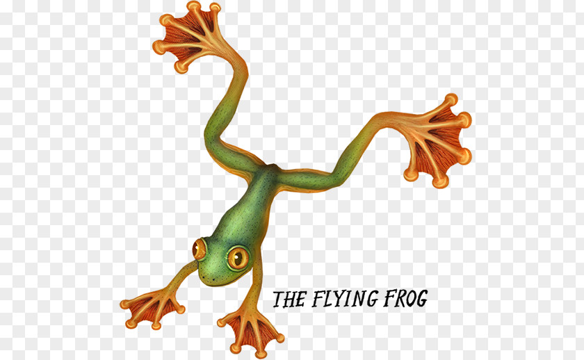 Frog Tree Amphibian True Flying PNG