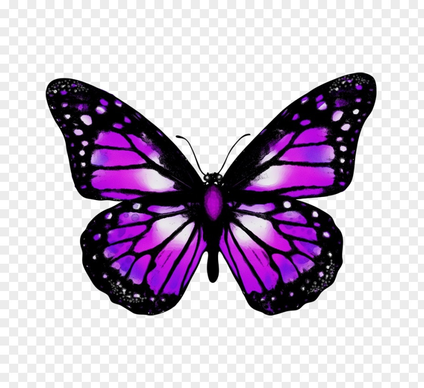 Magenta Symmetry Watercolor Butterfly Background PNG