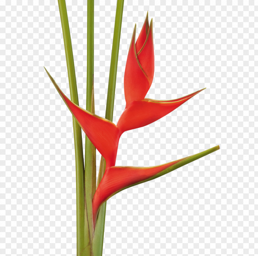 Ace Cut Flowers Heliconia Bihai Plant Stricta PNG