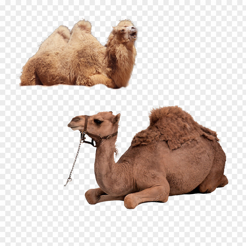 Camel Bactrian Dromedary Horse PNG