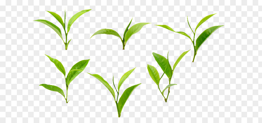 Green Tea Leaf Camellia Sinensis Stock Photography PNG