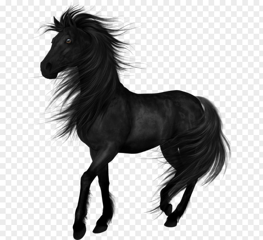 Mustang Stallion Arabian Horse Akhal-Teke Friesian Mare PNG