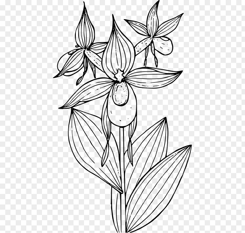 Lady's Slipper Orchids Cypripedium Reginae Montanum Clip Art PNG