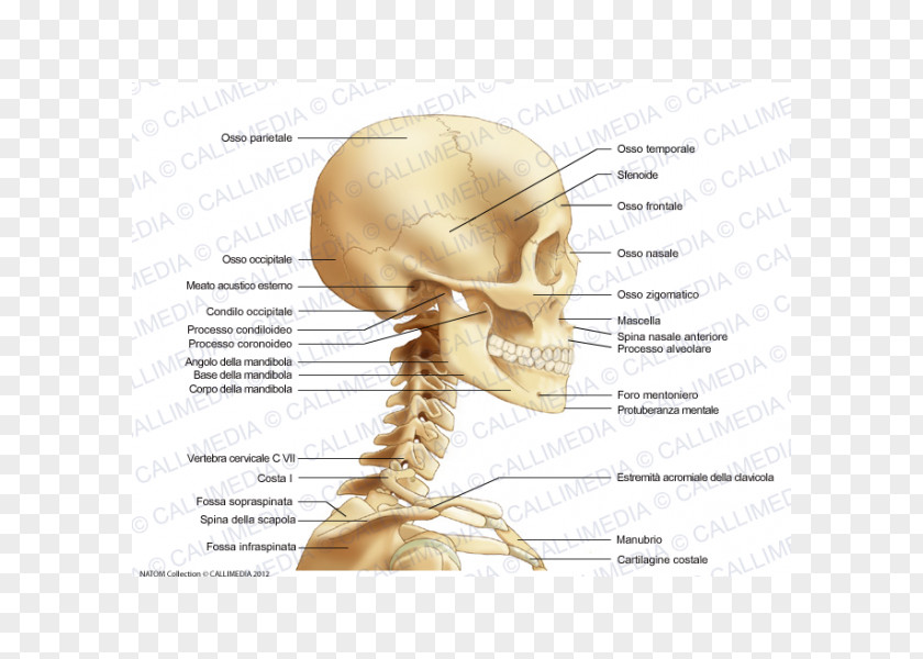 360 Degrees Neck Bone Anatomy Head Human Skull PNG