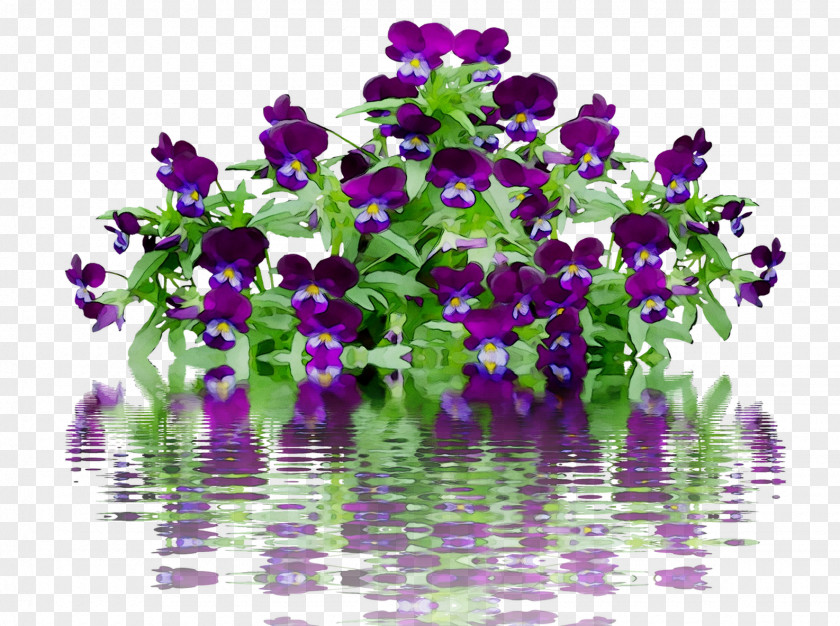 Annual Plant Violet Pansy Plants Flowering PNG