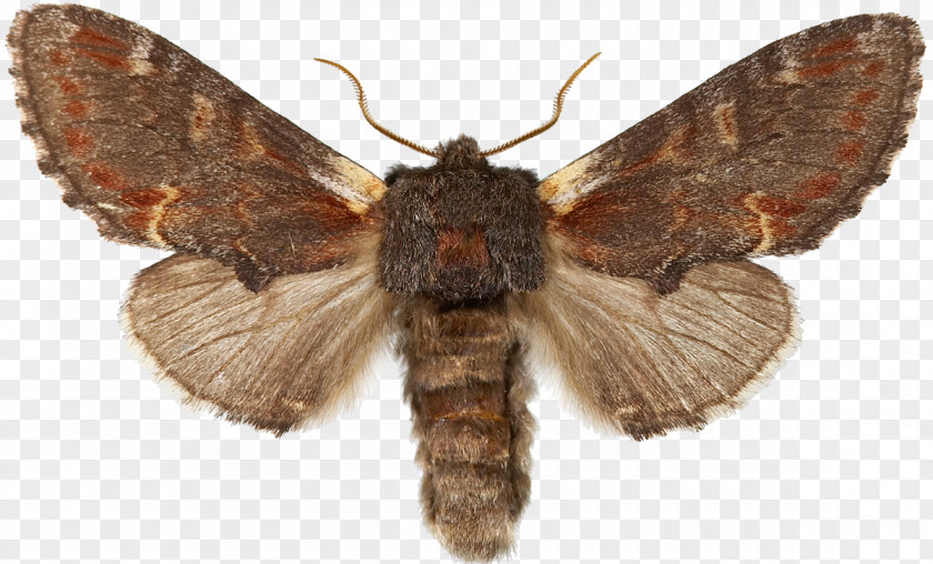 Butterfly Sphingidae Noctuidae Laothoe Populi Moth PNG