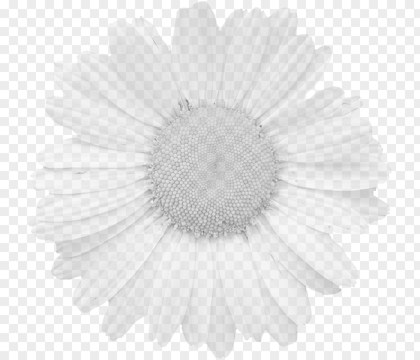 Flower Graphics Stock.xchng Pixabay Petal PNG