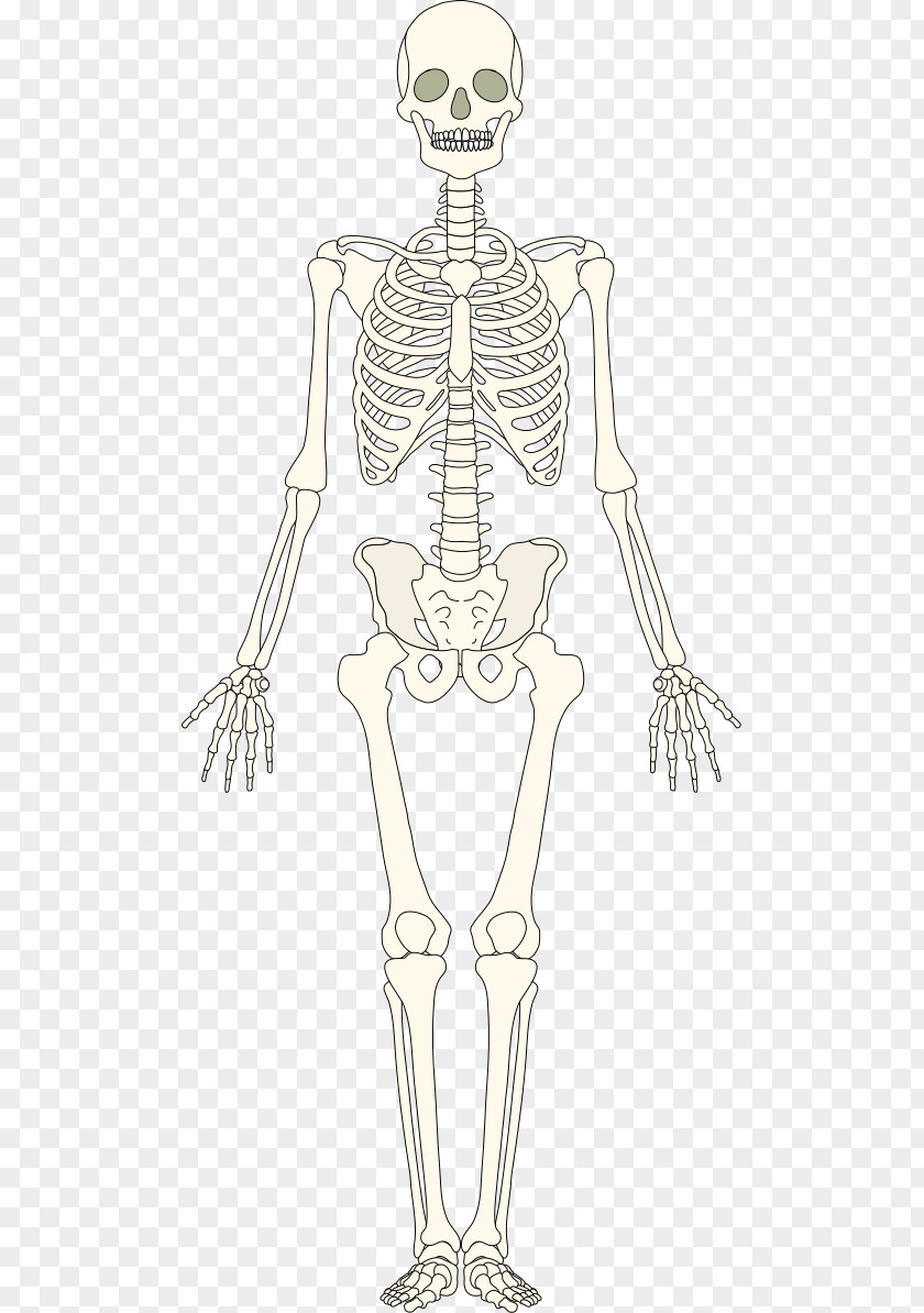 Skeleton Bone Human Homo Sapiens Muscle PNG