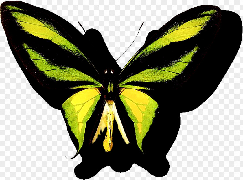 Butterfly Computer File PNG