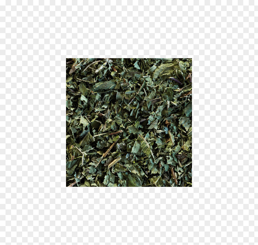 Green Tea Sencha Gunpowder Oolong PNG