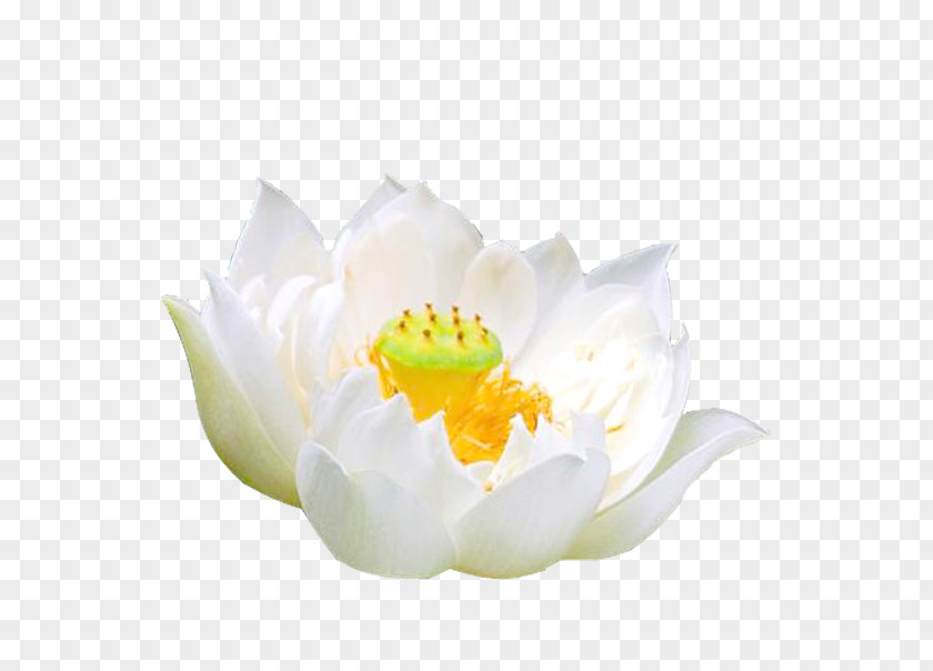 Single White Water Lily Pygmy Water-lily Nymphaea Alba PNG