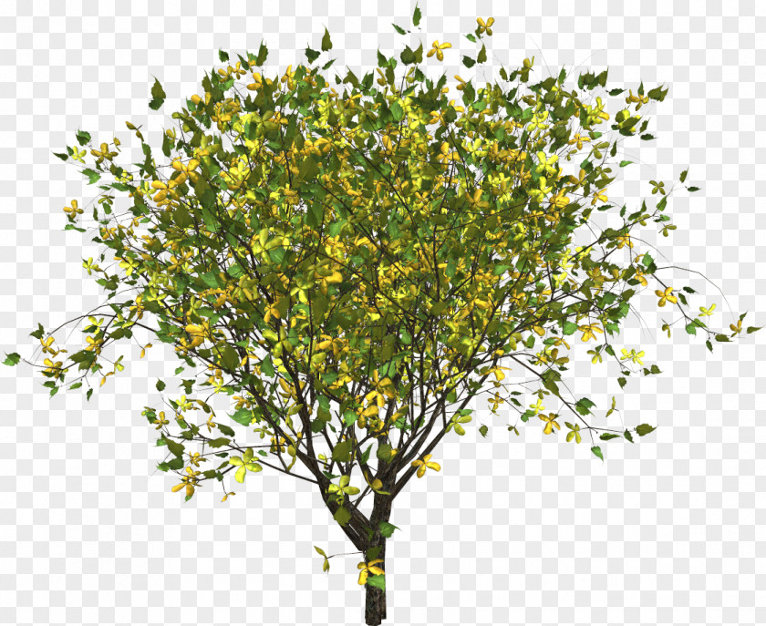 Tree Twig Branch Yellow PNG
