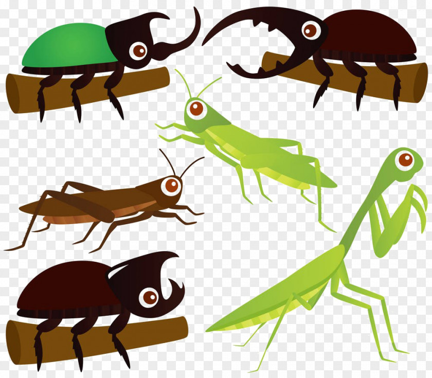 Cartoon Insect Material Beetle Grasshopper Mantis Clip Art PNG