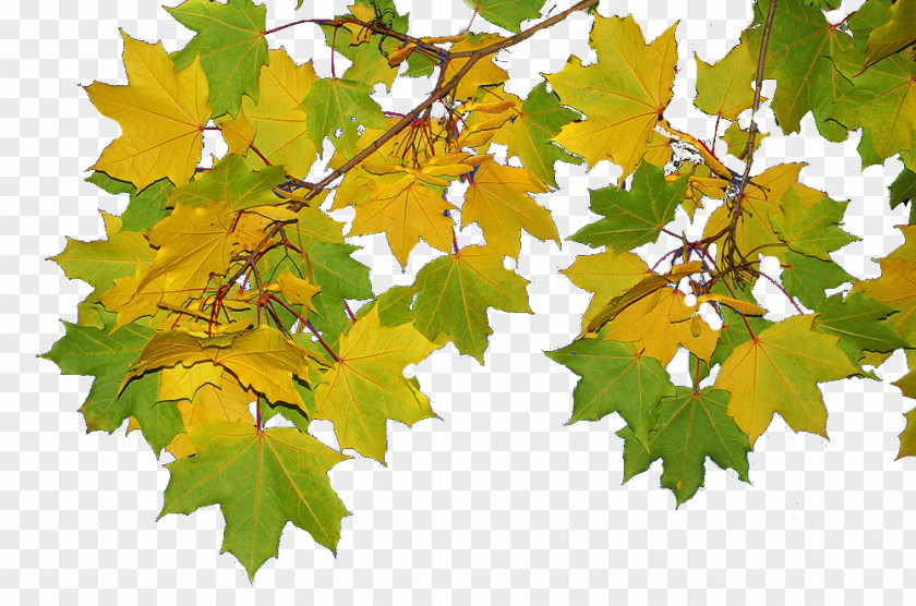 Maple Leaf Grape Leaves Plane Trees Twig PNG