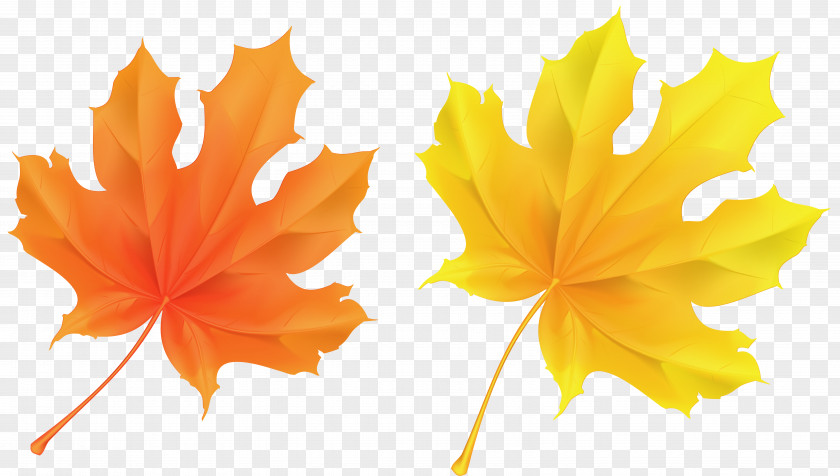 Transparent Yellow And Orange Leaves Picture Autumn Leaf Color Clip Art PNG
