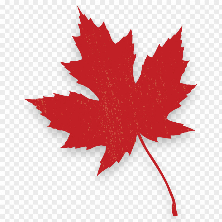 A Bunch Of Maple Leaves Red Canada Leaf Autumn Color PNG