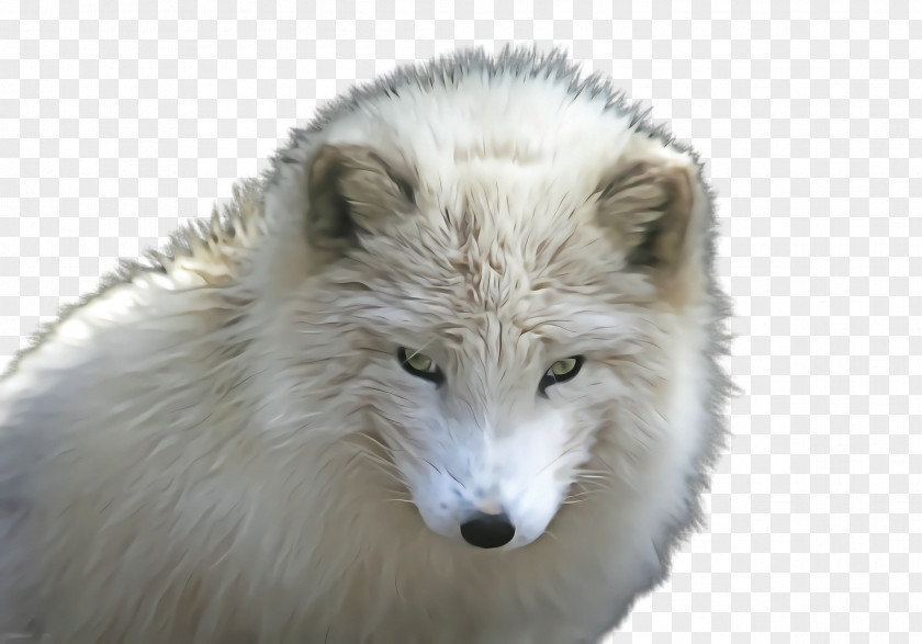 Arctic Fox Fur Canis Lupus Tundrarum Wildlife PNG