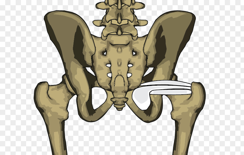 Bone Internal Obturator Muscle Levator Scapulae Pelvis PNG
