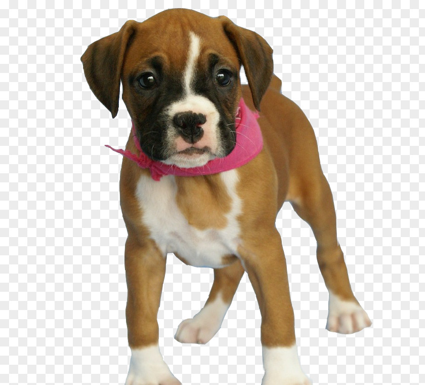 Dogs Golden Retriever Boxer Bulldog Puppy PNG