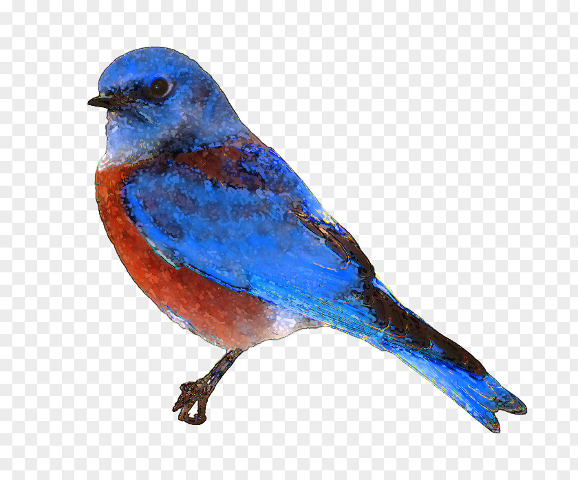 Free Bluebird Clipart Eastern Clip Art PNG