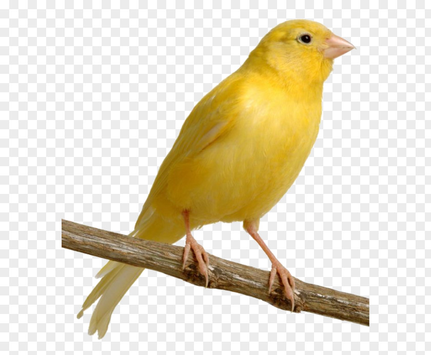 Bird Harz Roller Yellow Canary Finch Pet PNG