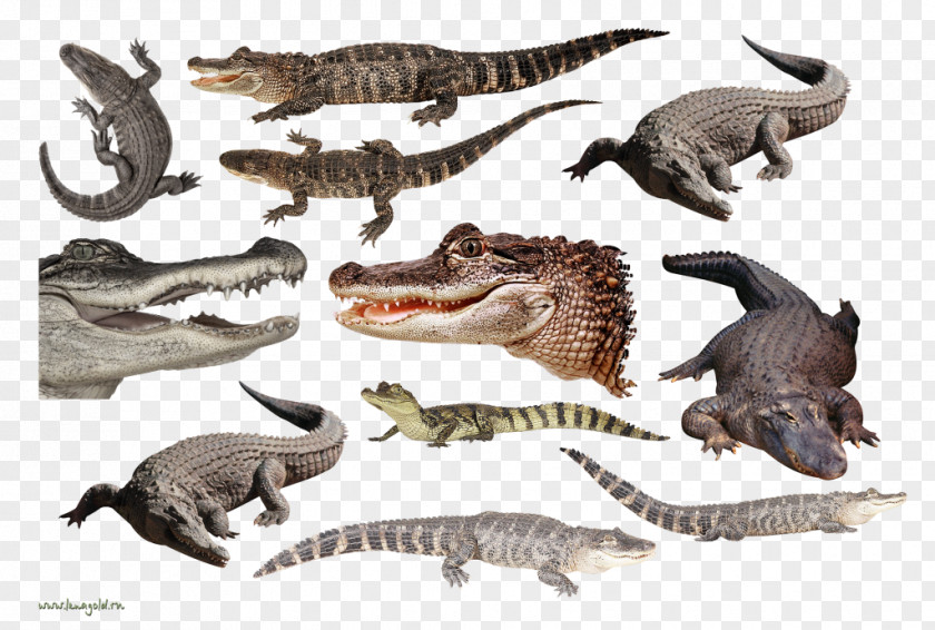 Crocodile Nile Alligators Velociraptor Tyrannosaurus PNG