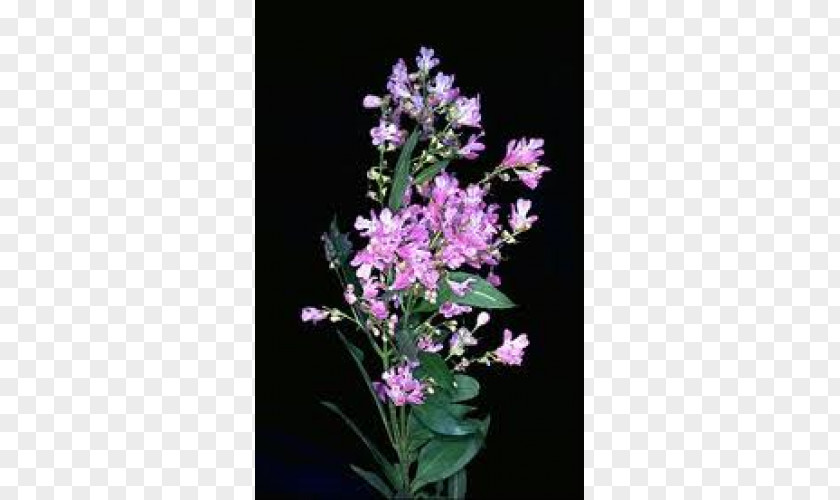 Cycad Dendrobium Cut Flowers Herbaceous Plant Shrub PNG