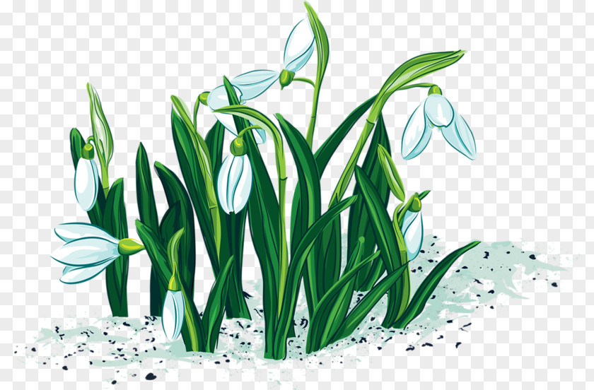 Daffodil Vector Graphics Image Diploma Download PNG