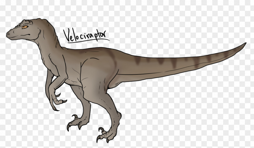 Dinosaur Velociraptor Tyrannosaurus Drawing PNG