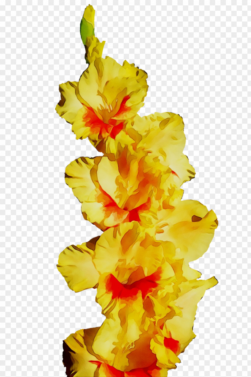 Gladiolus Yellow Cut Flowers PNG