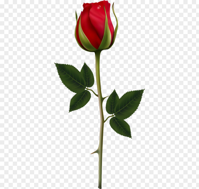 Ay Rose Flower Clip Art PNG