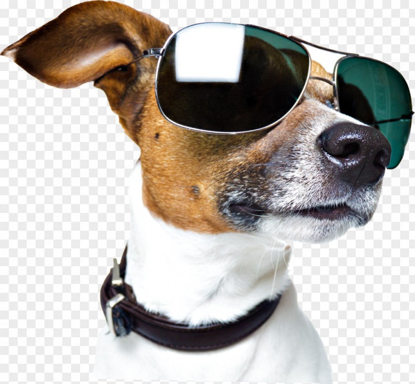 Dog With Sunglasses PNG
