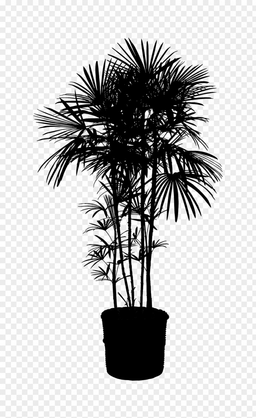 Asian Palmyra Palm Houseplant Trees Clip Art Plants PNG