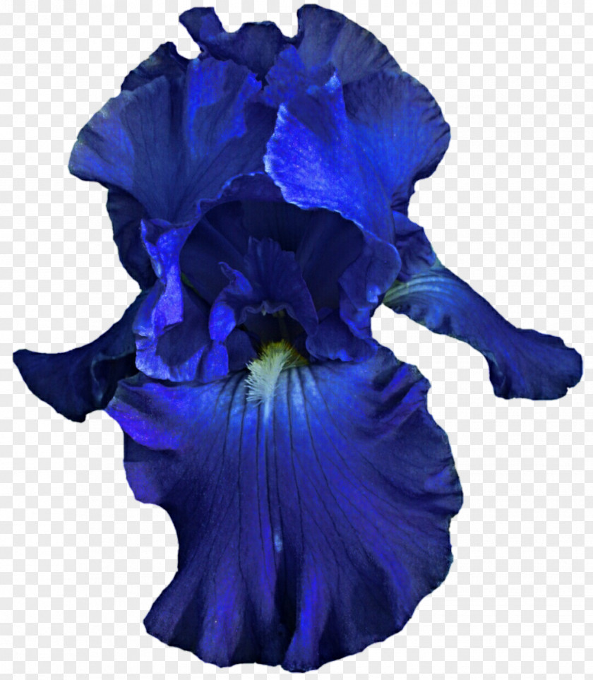 Iris Flower Cut Flowers Petal Violet Family PNG